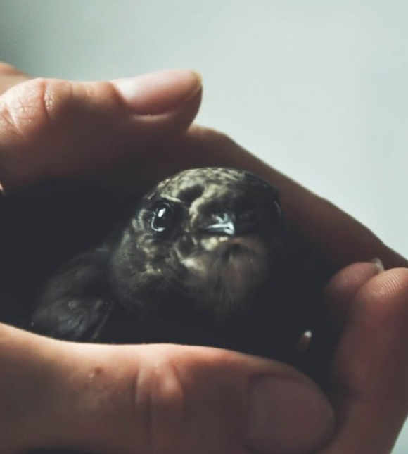 bird-img