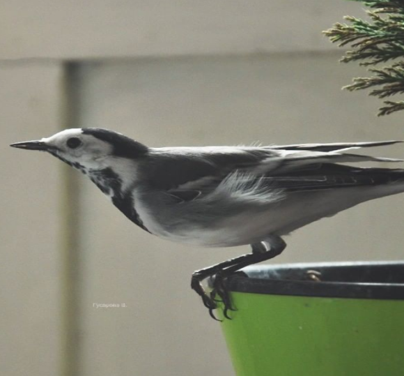 bird-img